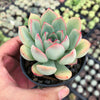 Echeveria 'Apus'