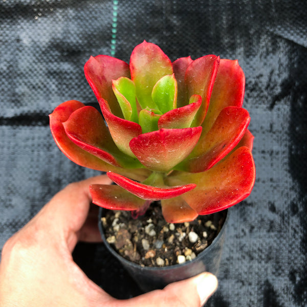 Echeveria muldicaulis 'Lipstick' LET LOVE GROW (Succulent & Cactus)