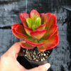 Echeveria muldicaulis 'Lipstick'