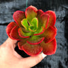 Echeveria muldicaulis 'Lipstick'