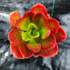 Echeveria muldicaulis 'Lipstick'