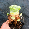 Aeonium aureum aka. Greenovia Aurea (WITH PUPS)