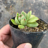Echeveria 'Mocha'