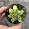 Echeveria 'Mocha'