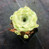Aeonium aureum aka. Greenovia Aurea (WITH PUPS)