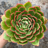 Echeveria 'Mocha'