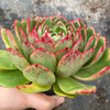 Echeveria 'Mocha'