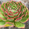 Echeveria 'Mocha'
