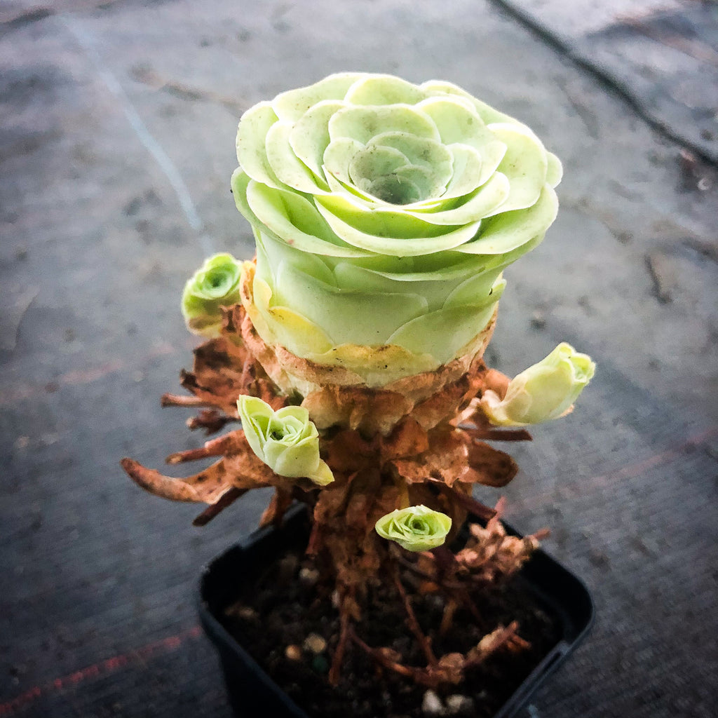 Aeonium aureum aka. Greenovia Aurea (WITH PUPS)