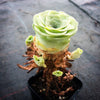Aeonium aureum aka. Greenovia Aurea (WITH PUPS)