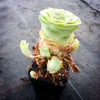 Aeonium aureum aka. Greenovia Aurea (WITH PUPS)