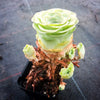 Aeonium aureum aka. Greenovia Aurea (WITH PUPS)