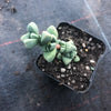 Corpuscularia lehmannii (ICE PLANT)(1 X CUTTING)