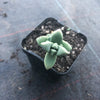 Corpuscularia lehmannii (ICE PLANT)(1 X CUTTING)
