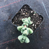 Corpuscularia lehmannii (ICE PLANT)(1 X CUTTING)