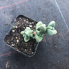 Corpuscularia lehmannii (ICE PLANT)(1 X CUTTING)