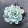 Echeveria minima x subsessilis