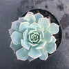 Echeveria minima x subsessilis