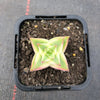 Crassula perforata 'Southern Cross' (white variegate)(2 x CUTTING)