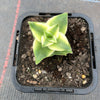 Crassula perforata 'Southern Cross' (white variegate)(2 x CUTTING)