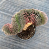 Sempervivum 'Centennial' CREST (XS)