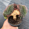 Sempervivum 'Centennial' CREST (XS)