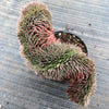 Sempervivum 'Centennial' CREST (XS)