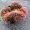 Sempervivum 'Centennial' CREST (XS)