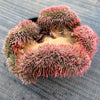 Sempervivum 'Centennial' CREST (XS)