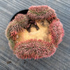 Sempervivum 'Centennial' CREST (XS)
