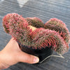 Sempervivum 'Centennial' CREST (XS)