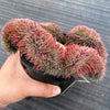 Sempervivum 'Centennial' CREST (XS)