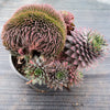 Sempervivum 'Centennial' CREST (XS)