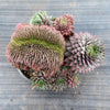 Sempervivum 'Centennial' CREST (XS)
