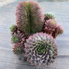 Sempervivum 'Centennial' CREST (XS)