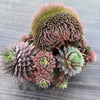 Sempervivum 'Centennial' CREST (XS)
