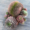 Sempervivum 'Centennial' CREST (XS)