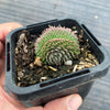 Sempervivum 'Centennial' CREST (XS)