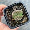 Sempervivum 'Centennial' CREST (XS)
