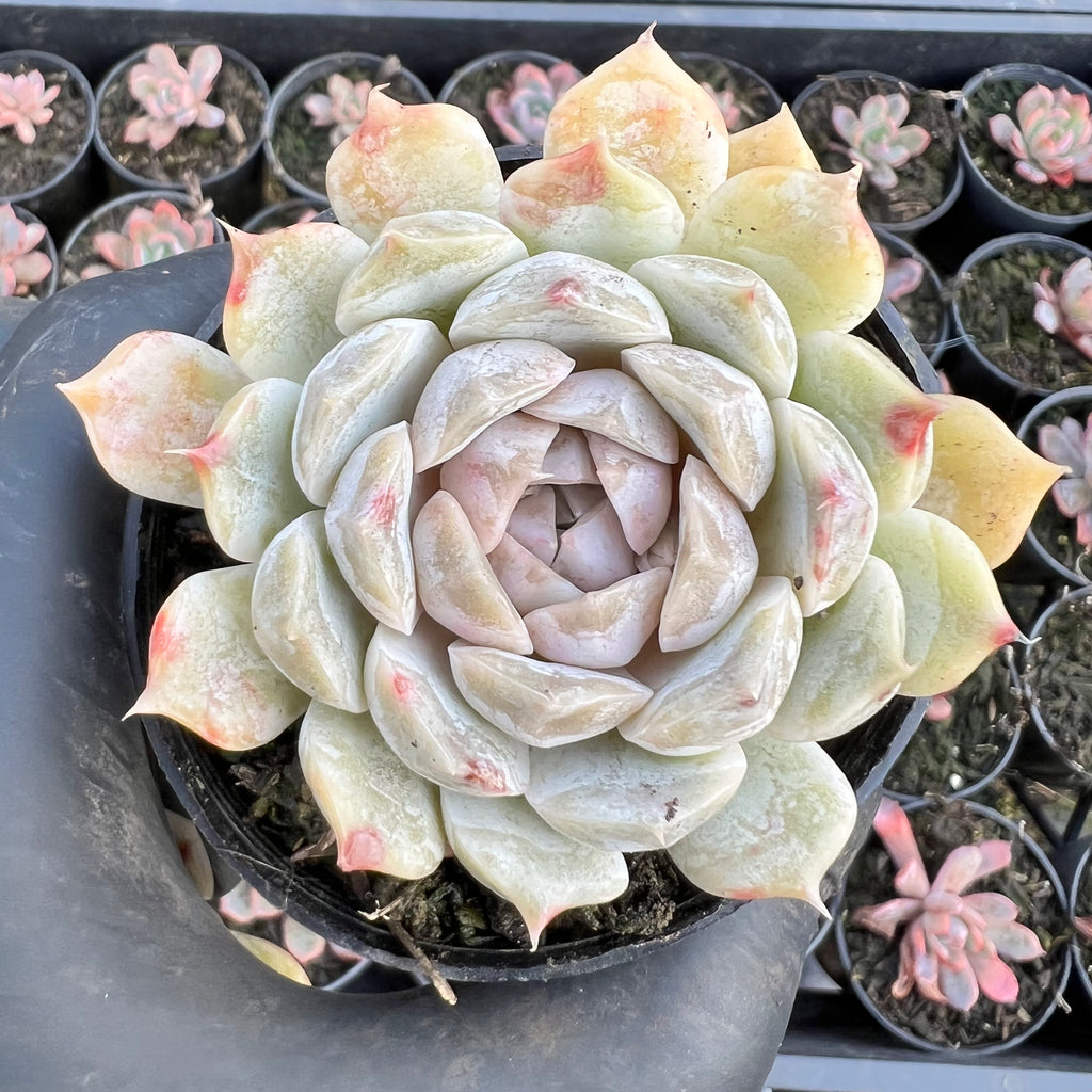 Echeveria Louise