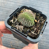 Sempervivum 'Centennial' CREST (XS)
