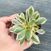 Aeonium arboreum 'Sunburst' f. cristata