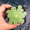 Aeonium tabuliforme ( THE PLATE PLANT)