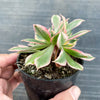 Aeonium arboreum 'Sunburst' f. cristata