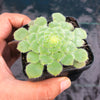 Aeonium tabuliforme ( THE PLATE PLANT)