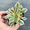Aeonium arboreum 'Sunburst' f. cristata