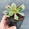 Aeonium arboreum 'Sunburst' f. cristata