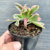 Aeonium arboreum 'Sunburst' f. cristata