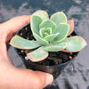 Echeveria 'Bluette'