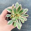 Aeonium arboreum 'Sunburst' f. cristata
